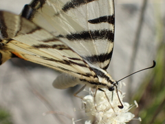 Iphiclides podalirius