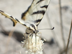 Iphiclides podalirius