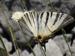 Iphiclides podalirius