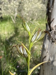 Pterostylis recurva