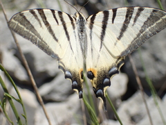 Iphiclides podalirius