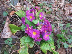 Primula