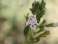 Menthinae