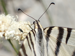 Iphiclides podalirius