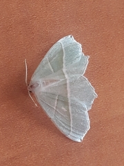 Campaea margaritaria