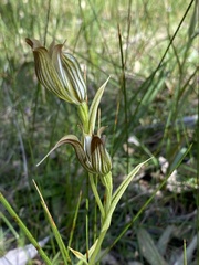 Pterostylis recurva