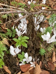 Cyclamen hederifolium
