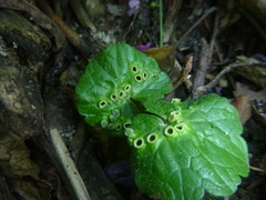 Rondaniola bursaria