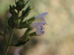 Menthinae