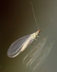 Chrysopinae