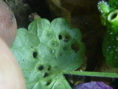 Rondaniola bursaria