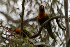 Trichoglossus moluccanus