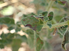 Menthinae