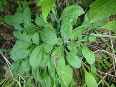 Scabiosa columbaria