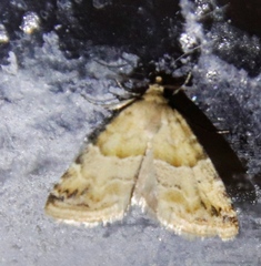 Eublemma delicata