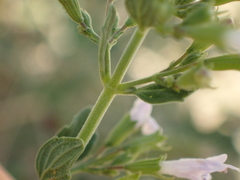 Menthinae