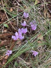 Cyclamen hederifolium