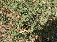 Menthinae