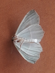 Campaea margaritaria