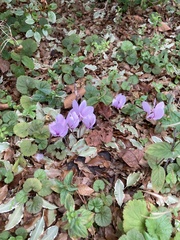 Cyclamen hederifolium