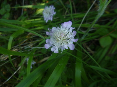 Scabiosa columbaria