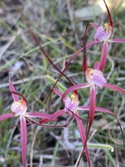 Caladenia footeana