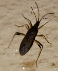Dicranocephalus schmitzi