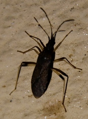 Dicranocephalus schmitzi