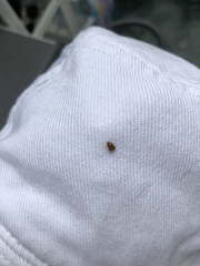 Sphaeroderma testaceum