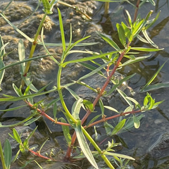 Rotala ramosior