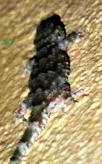 Chondrodactylus bibronii