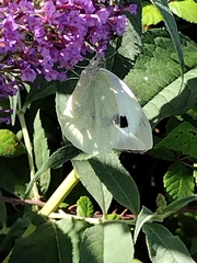 Pieris brassicae