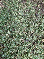 Lunularia cruciata