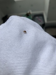 Sphaeroderma testaceum