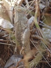 Calliptamus italicus