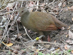 Gallirallus sylvestris