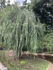 Salix × sepulcralis
