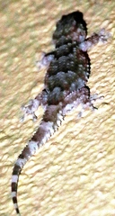 Chondrodactylus bibronii