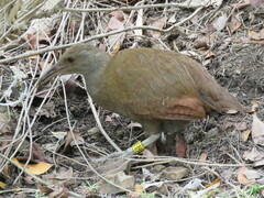 Gallirallus sylvestris