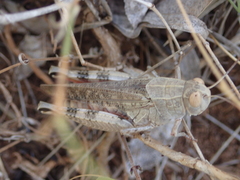 Calliptamus italicus