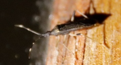 Dicranocephalus schmitzi