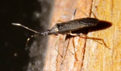 Dicranocephalus schmitzi