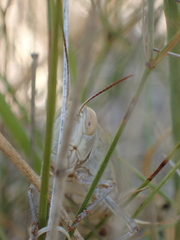 Calliptamus italicus