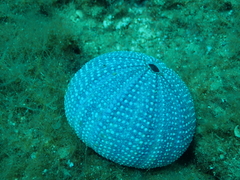 Euechinoidea
