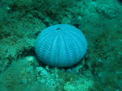 Euechinoidea