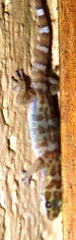 Pachydactylus weberi