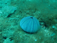 Euechinoidea