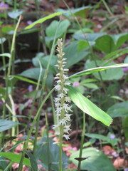 Spiranthes odorata