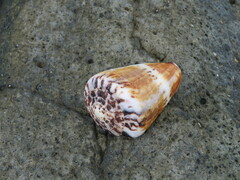 Conus capitaneus