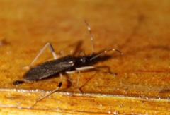 Dicranocephalus schmitzi